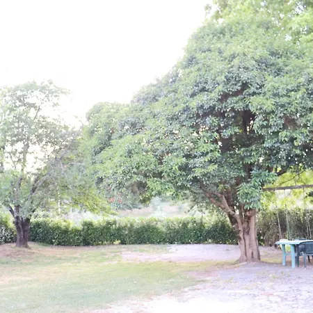 Ligustro Laino Borgo